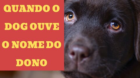 Quando o dog ouve o nome o dono.