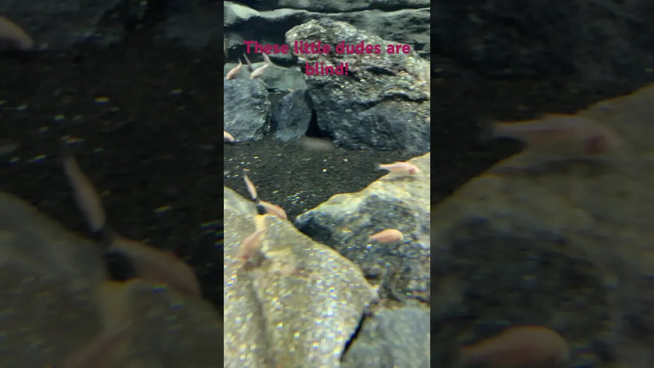 🧑🏻🦯These little dudes are blind!