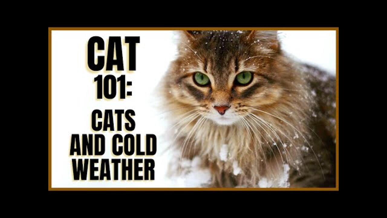 Cat 101: Cats and Cold Weather