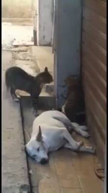 Cats fighting over a Dog