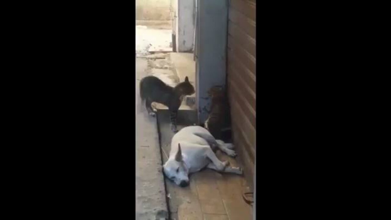 Cats fighting over a Dog