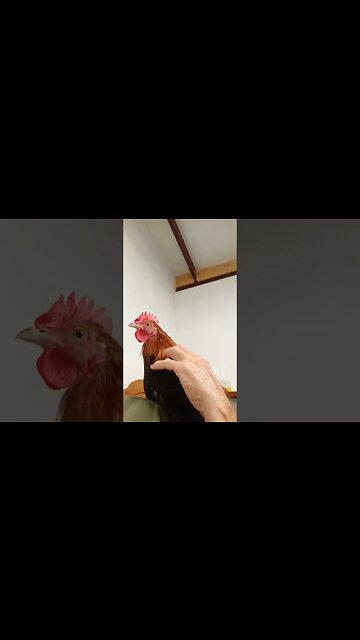 Rooster is on the back of the chair again 10th March 2023