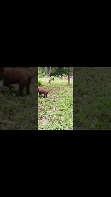 Border Collie Herding Goat #nigeriandwarf #babygoats #bordercollie