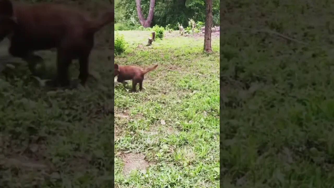 Border Collie Herding Goat #nigeriandwarf #babygoats #bordercollie