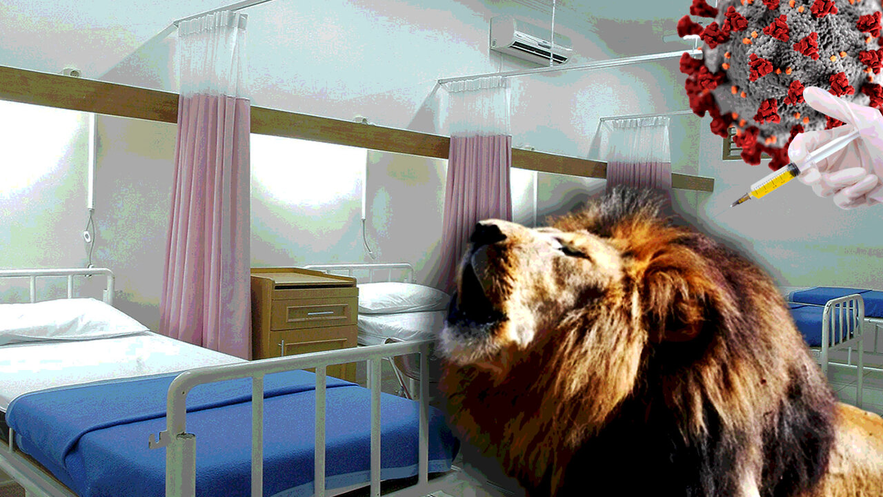 NOT SATIRE: Zoo Claims Animals Consent to Covid Jab