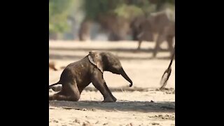 First steps of a elephants life