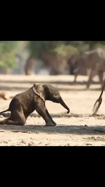 First steps of a elephants life