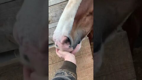 Must be a show this weekend no Stretchy