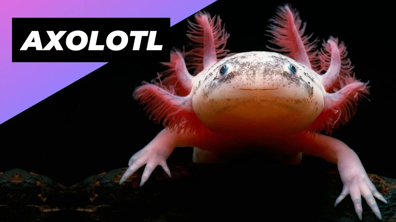 Axolotl 🦄 One Of The Cutest And Most Exotic Animals In The World #shorts