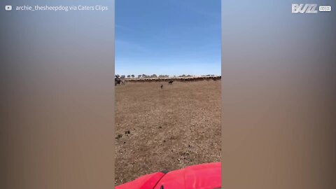 Ce teckel se prend pour une chien de berger