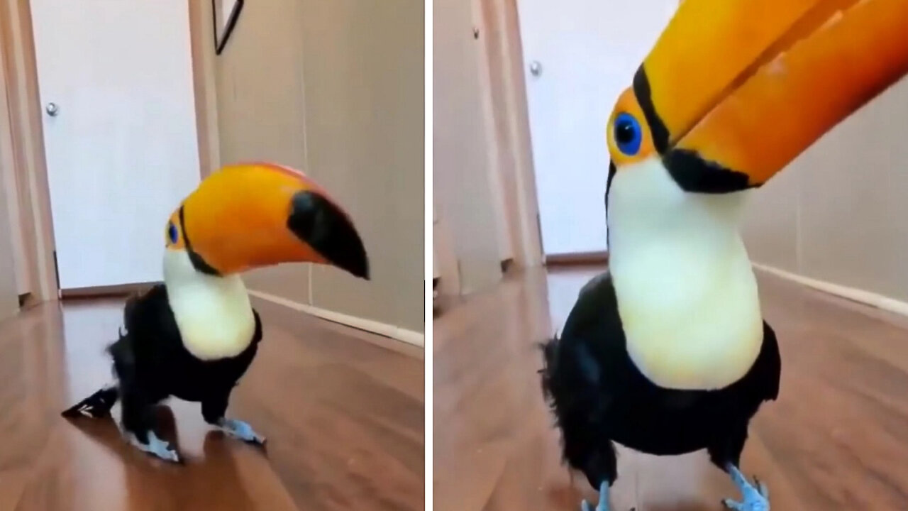 Can you dance with me please?
