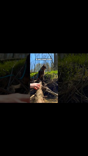 Noodle in the river! | Cuest Cat Ever ❤️🤣 #shorts #cats #cutecats #bestcats #trainedcats #adley