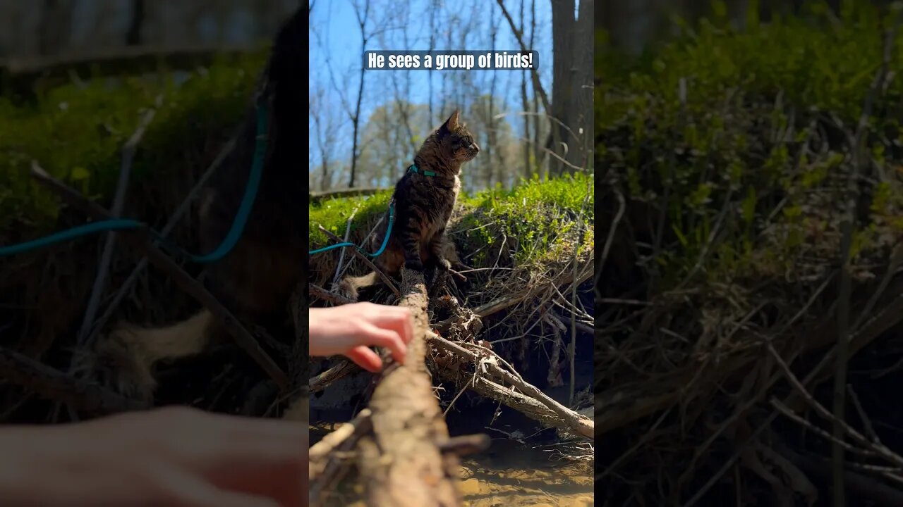 Noodle in the river! | Cuest Cat Ever ❤️🤣 #shorts #cats #cutecats #bestcats #trainedcats #adley