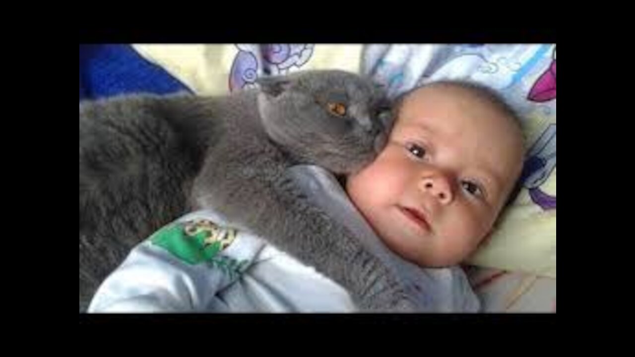 Cats Protecting Babies Videos Compilation Cat Loves ......