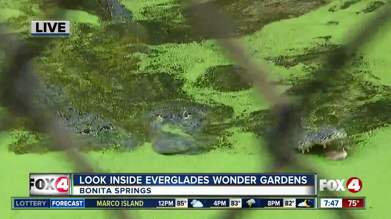 Everglades Wonder Gardens homes rescued animals