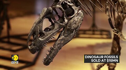 Rare Dinosaur Trio Sold at London Auction for $15 Million | World News | WION