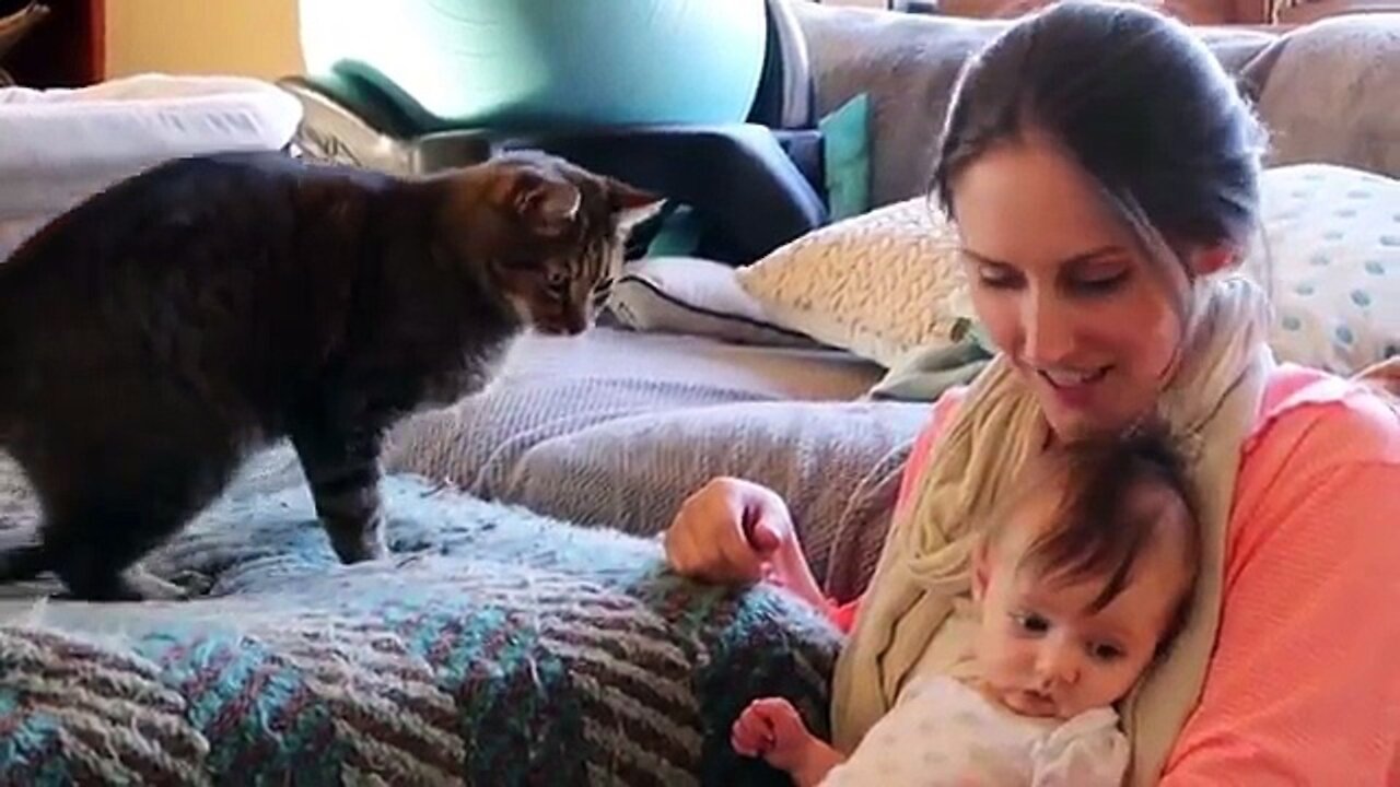 Curious cats meeting cute baby animals for the first time, see his reaction 😂