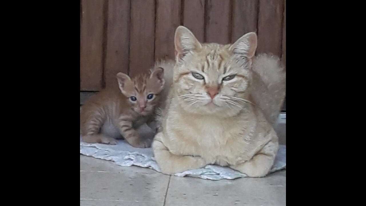 Couple cat