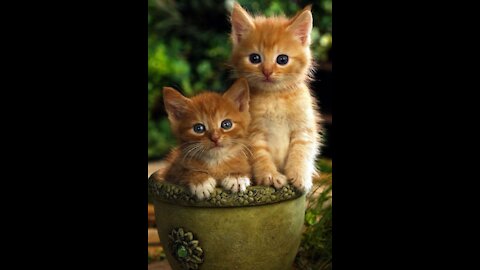 Baby Cats - Cute and Funny Baby Cat Videos