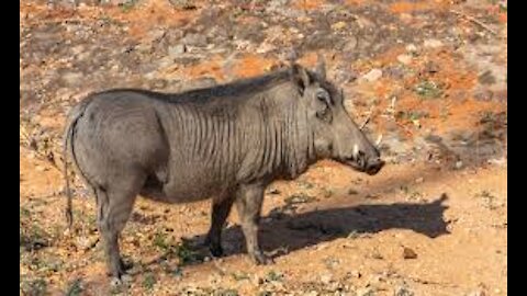 TOP 5 Charge D'un Sanglier 2021 - Wild Boar Attacks