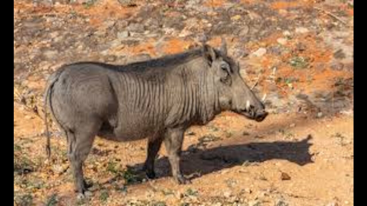 TOP 5 Charge D'un Sanglier 2021 - Wild Boar Attacks