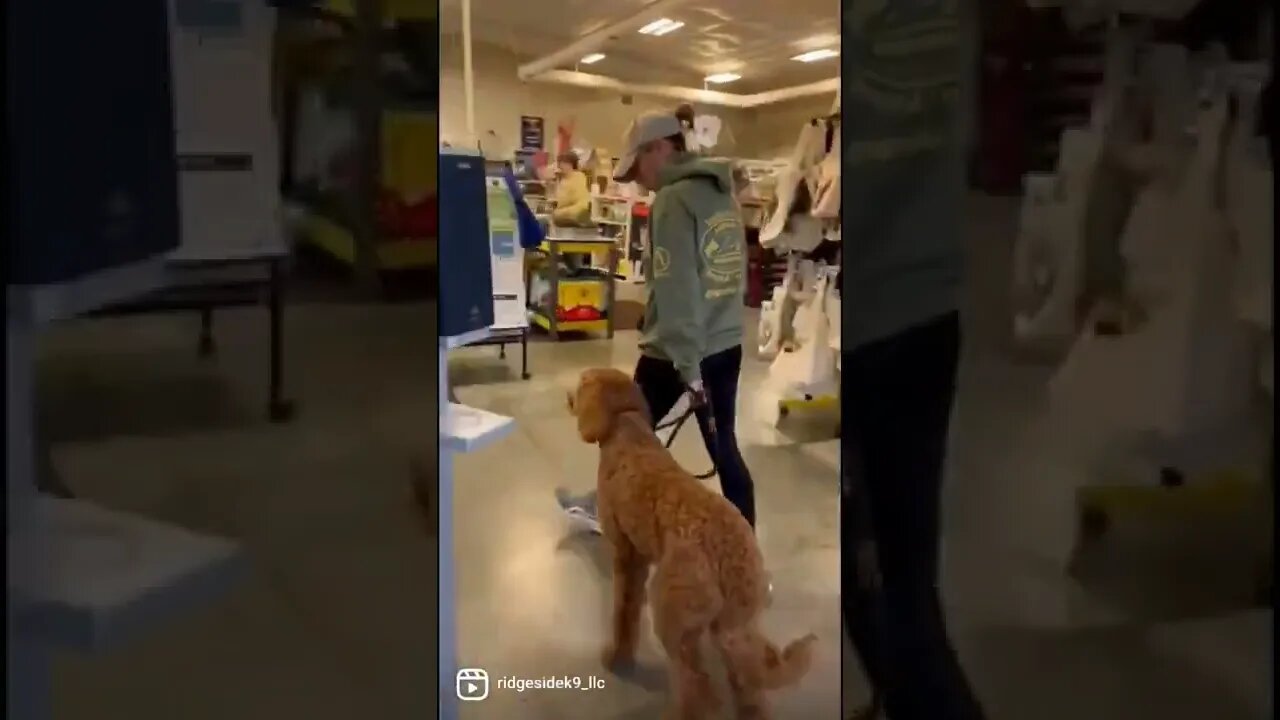 Labradoodle Training