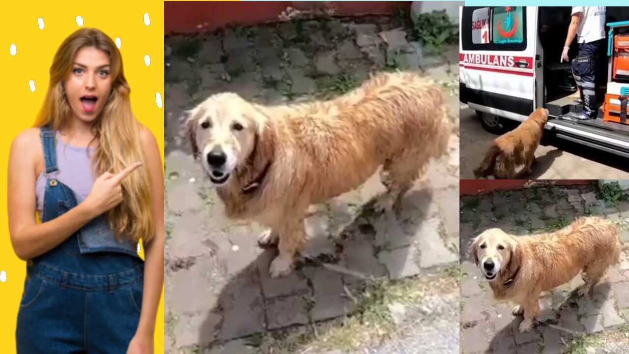 Loyal Dog Follows Sick Owner’s Ambulance All The Way to Hospital