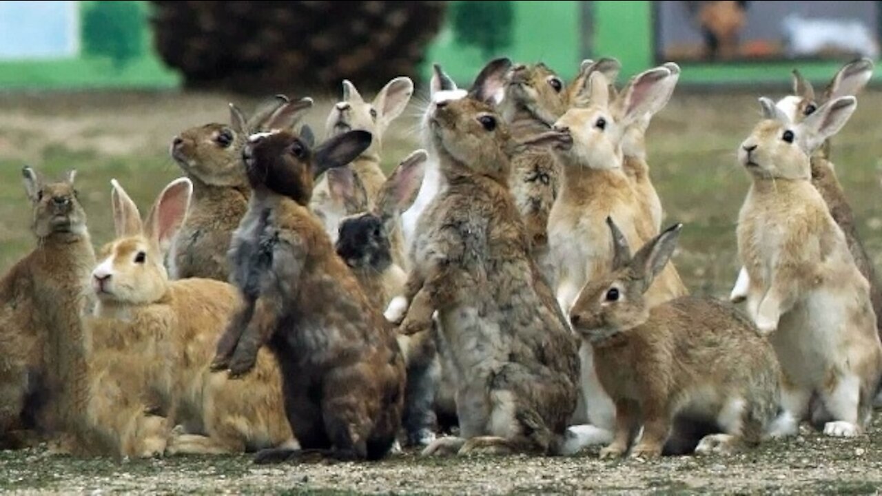 Charming Bunny Rabbit Island Located in Japan.