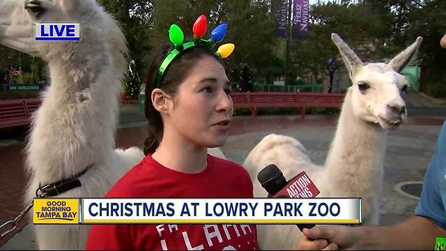 Christmas at Lowry Park Zoo | Greg Dee visits for a little Falalala llama fun