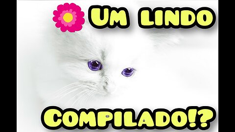 "Vídeo fofo de animais conquista a internet!"