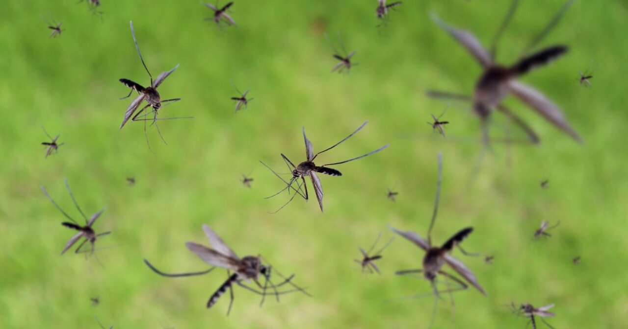 Gates-Funded Factory Breeds 30 Million Mosquitos A Week For Release In 11 Countries