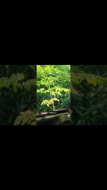 Ada pohon kelor, Tumbuh di atas Genteng