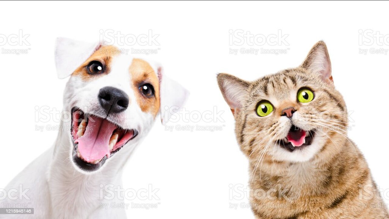 Cat and Dog 🤣 funny moments 😁 #cat #Dog