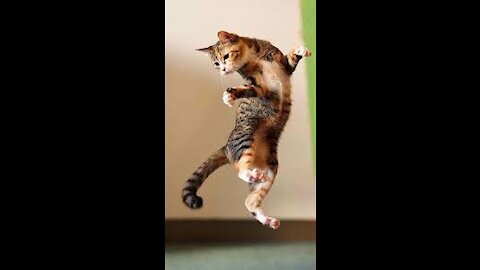 Dancing cat kitty cat