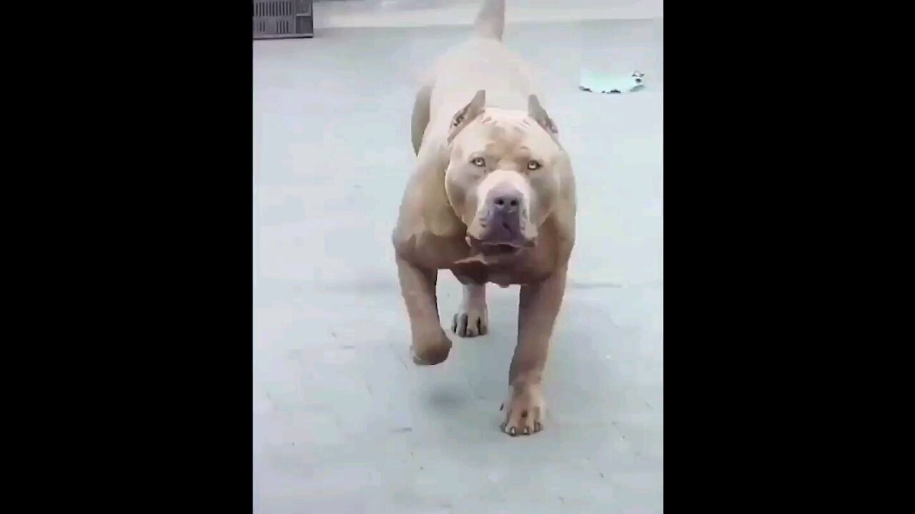 That's A Thick Big Buoyyyy!!!!