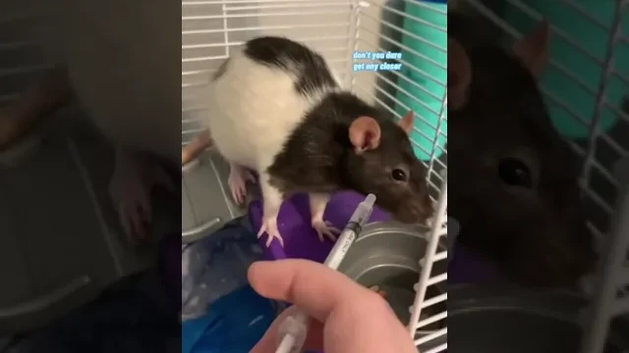 Pet Rat Doesn’t Want To Take Her Medicine