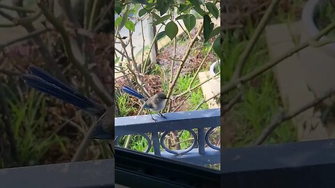 Blue Wren Visitor