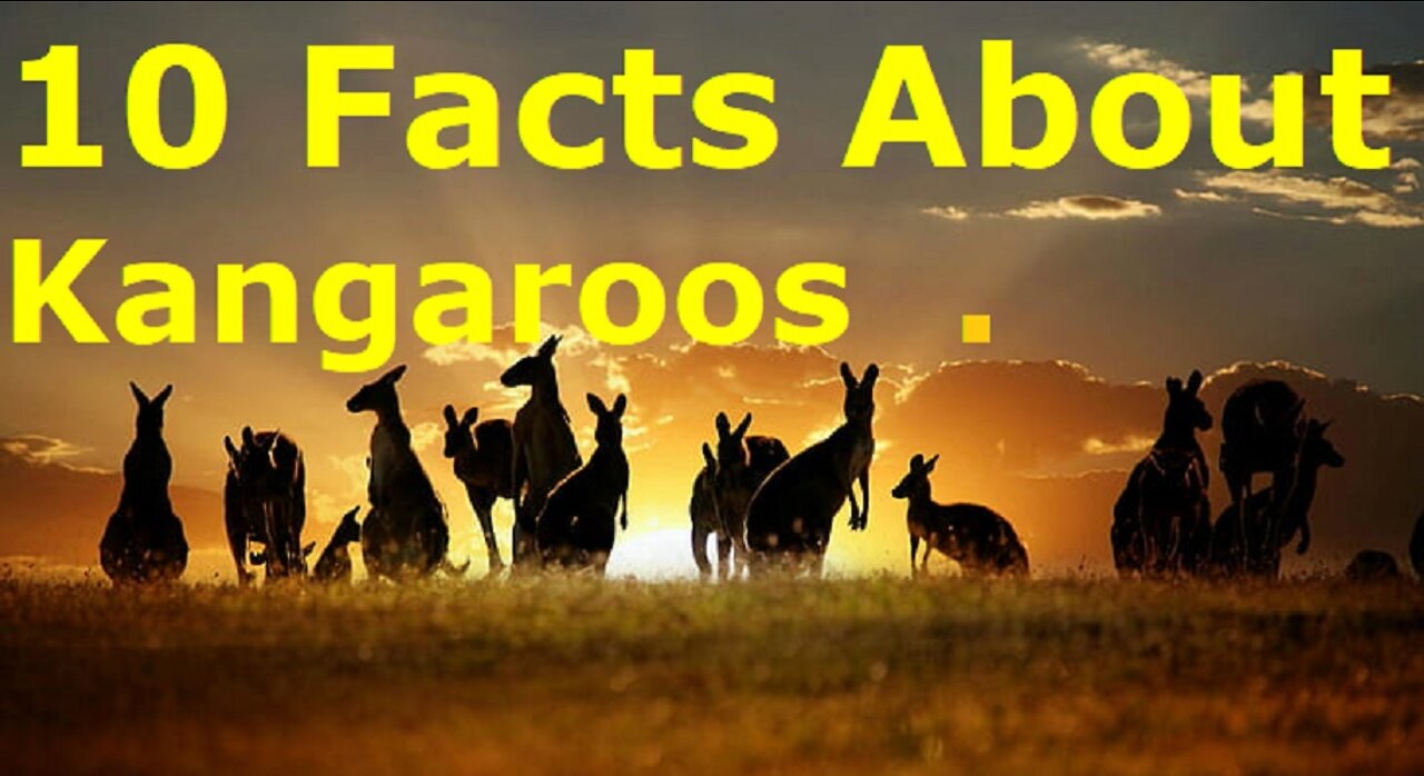 10 Incredible Facts About Kangaroos