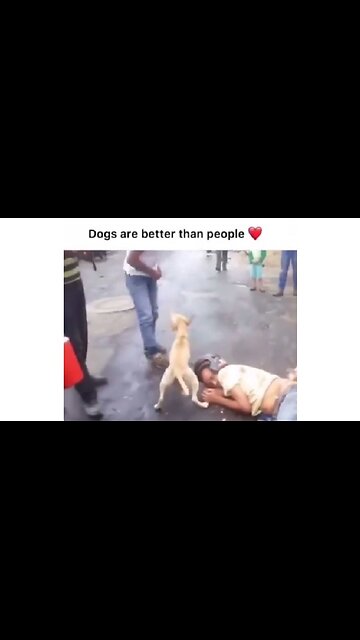 Dogs Are Better Than People