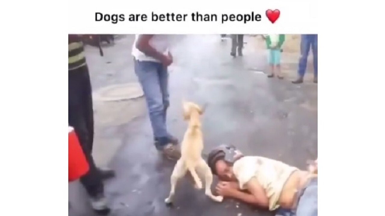 Dogs Are Better Than People