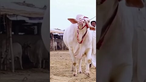 Snowy Majesty | The White Heavy Bull's Regal Stroll! #cow #whitebeauty #heavybulls #cattlefarm