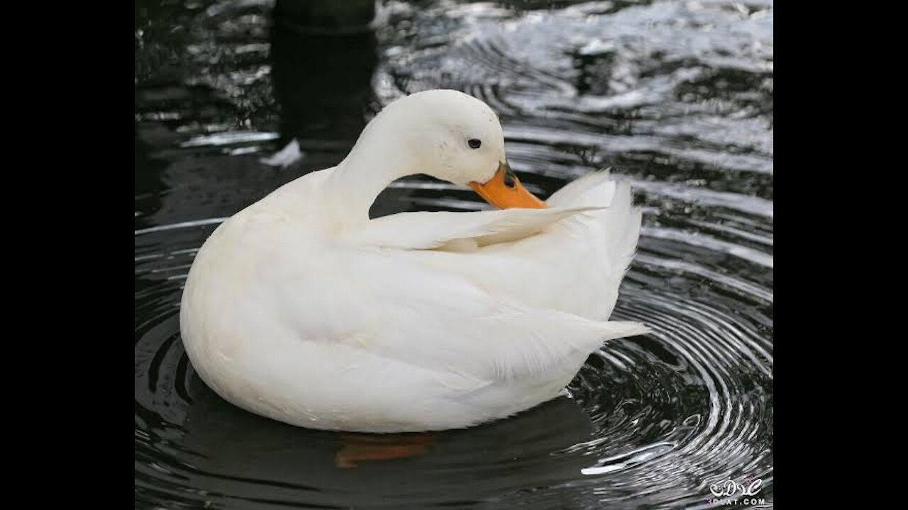 The ducks in the water are more than wonderful