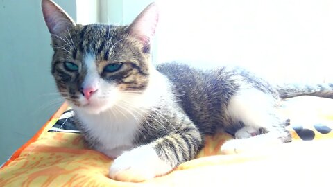 A Sleepy Cat