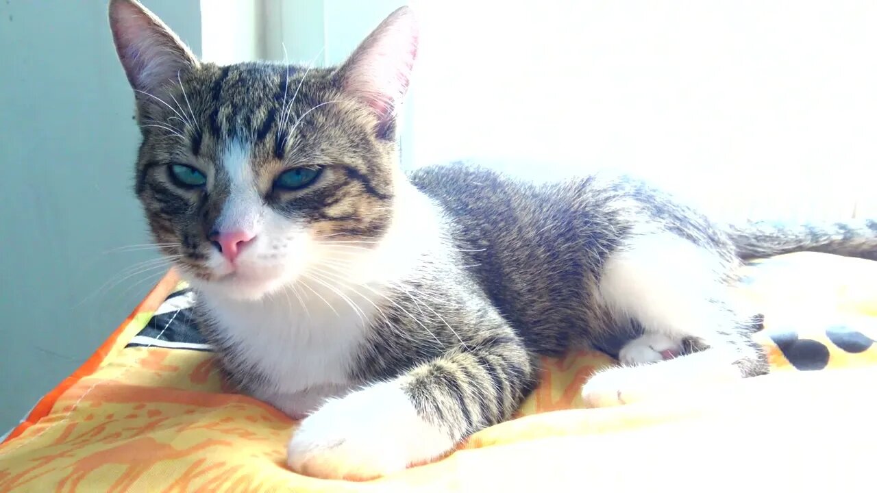 A Sleepy Cat
