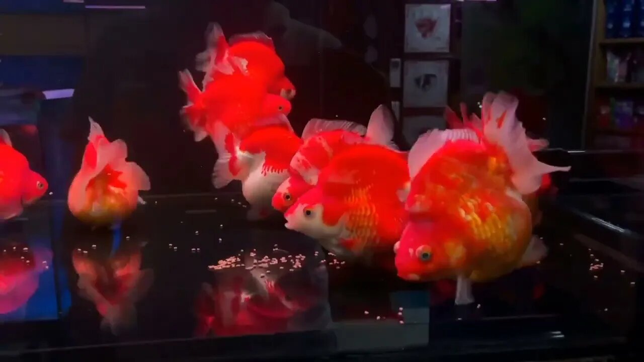 Visit Goldfish Palace