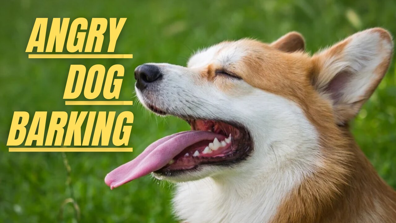 Angry Dog Barking Sound Effect Loud | Dog Loud Sound | Kingdom Of Awais