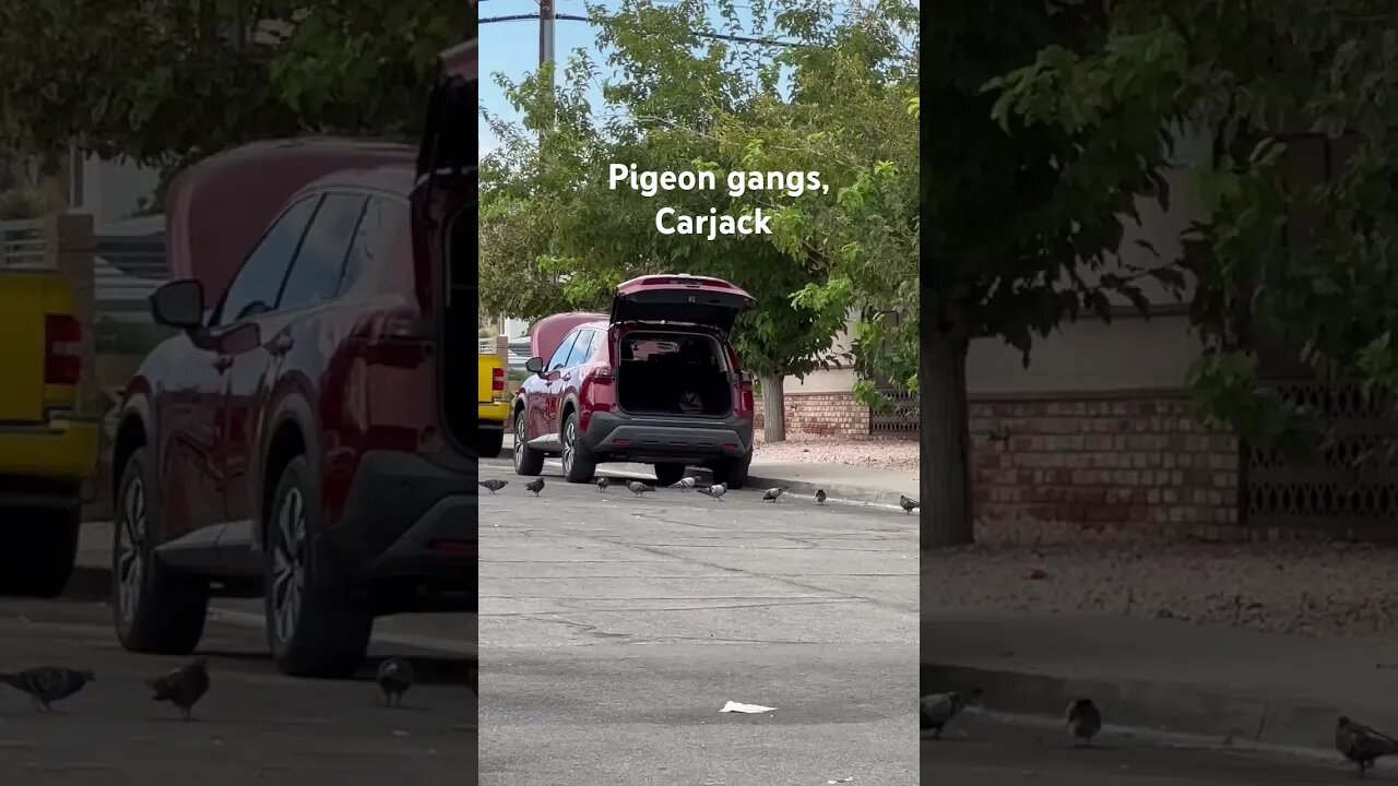 When pigeons go bad - Roaming gangs in Las Vegas