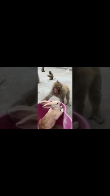 Zili viral video, amazing video #shorts cute 🐵 monkey #shortsbreak #globalAmazing #youtubealgrow