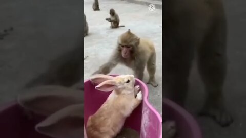 Zili viral video, amazing video #shorts cute 🐵 monkey #shortsbreak #globalAmazing #youtubealgrow