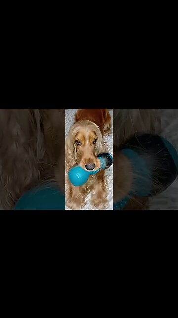 #dogshow , #amimals , #dogs , #shorts